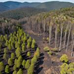 **A drone's-eye view of Parque Natural das Serras de Aire e Candeeiros after a wildfire, showcasing reforestation efforts with native species. Focus on the contrast between the burnt areas and the new growth, emphasizing the conservation work.** (Keywords: drone, aerial, wildfire, reforestation, Parque Natural das Serras de Aire e Candeeiros, conservation, native species, Portugal, landscape)